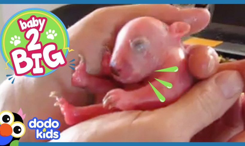 Baby Wombat Needs Oil Massages Every Day! | Baby 2 Big | Dodo Kids