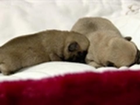 Bathtime for Baby Pugs | Too Cute