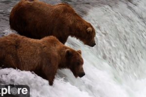 Brooks Falls - Katmai National Park, Alaska 2023 powered by EXPLORE.org