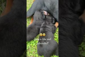 CUTEST PUPPIES EVER 🐶🥹🥹#rottweilers #dailyshorts