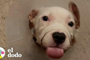 Cachorro pitbull encontrado solo pone patas arriba en su hogar de paso | El Dodo