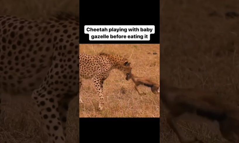 Cheetah Playing with baby gazelle before eating it #foryou #animals #wildlife