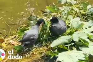 Chico se interesa mucho en el romance de esta pareja de pájaros | El Dodo