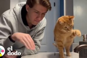 Conoce al papá de gatos #1 del mundo 🥇 | El Dodo