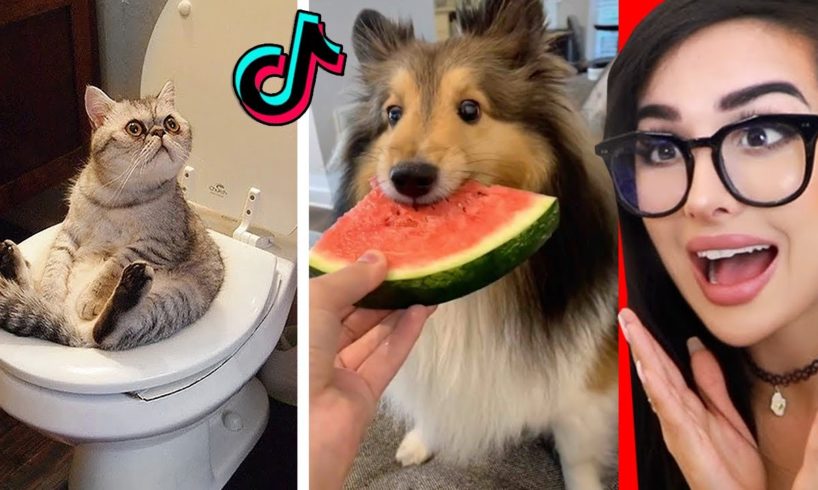 Cute Animals on Tik Tok That Will Make You Laugh