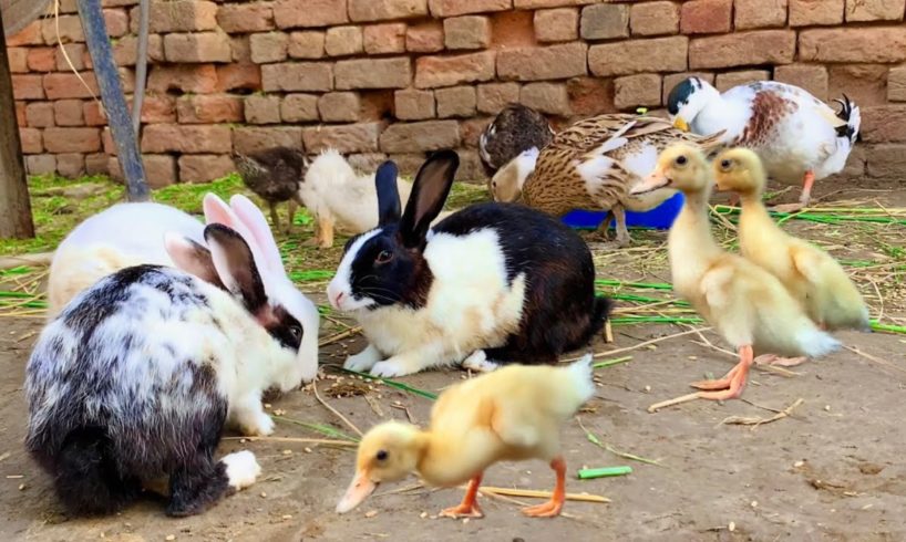 Cute Bunnies,Ducklings and Ducks,Funny And Adorable animals Playing,Cute Cute animals Videos