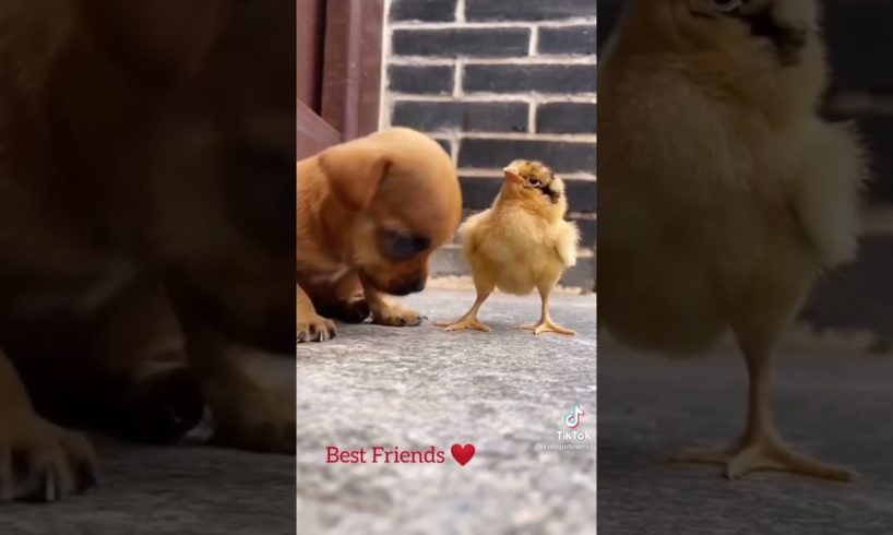 Cute Duckling - Lovely Duck - Two Best Friends - Dog - Duck