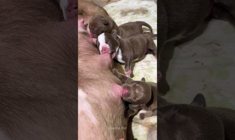 Cute Puppies Drinking Mother's Milk #shorts #puppy #puppylovers