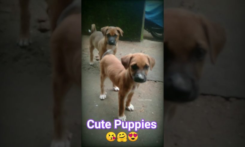 Cute Puppies #cute #short  #shorts #viral #puppy #trending #dog #fight #shortsfeed