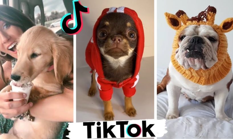 Cute Puppies of TikTok ~ Dogs Doing Funny Things Compilation