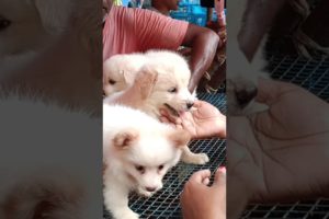 Cute puppies Video # Kolkata pet market # Galiff Street