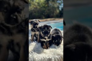 Cutest puppies!! Our dog had 11 puppies #like #youtubeshorts