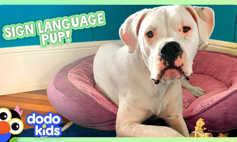 Deaf Puppy Knows Sign Language! | Dodo Kids | Animal Videos