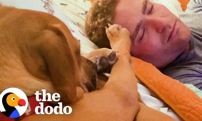 Dog Who Nipped Is The Best Boy For His Baby Sister | The Dodo