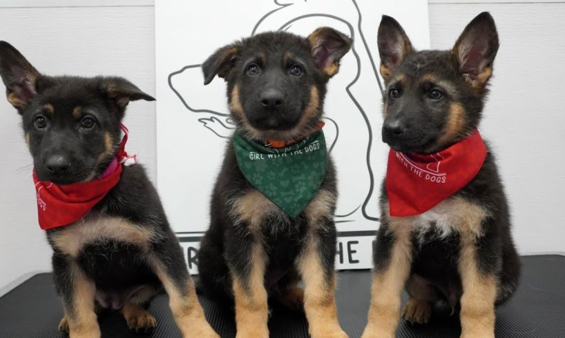 Dramatic little German Shepherd puppies, SO CUTE!