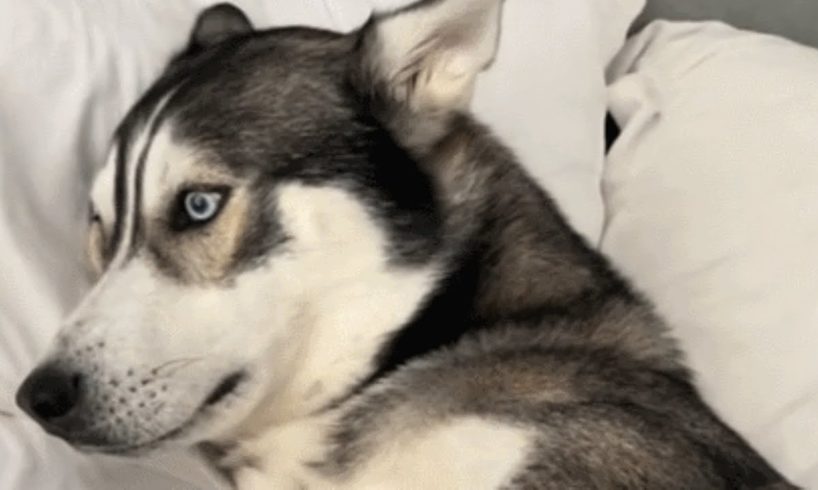 Dumped by family, husky stopped howling until...