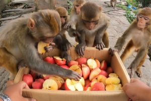 Feeding red Delicious fresh Apple to the lovely monkey