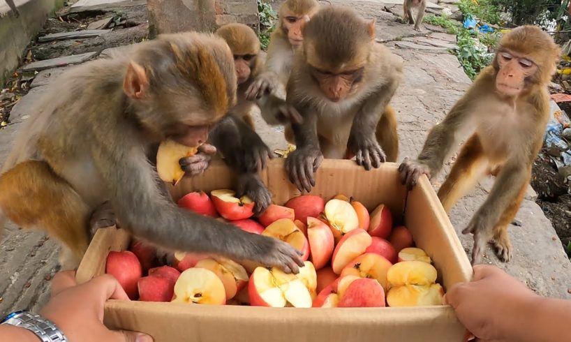 Feeding red Delicious fresh Apple to the lovely monkey