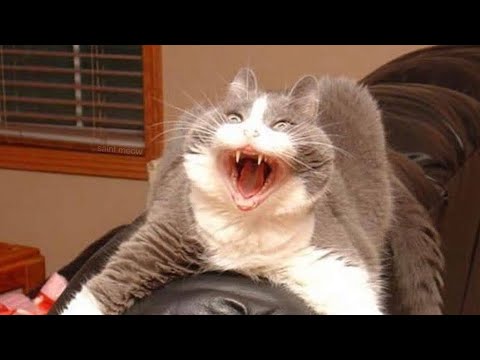 😂 Funniest Cats and Dogs Videos 😺🐶 || 🥰😹 Hilarious Animal Compilation №155