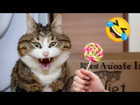 Funniest Cats and dogs🤣🤣 || New Funny animal videos 2023🤣 || #cat#dog#animal#funny#cute