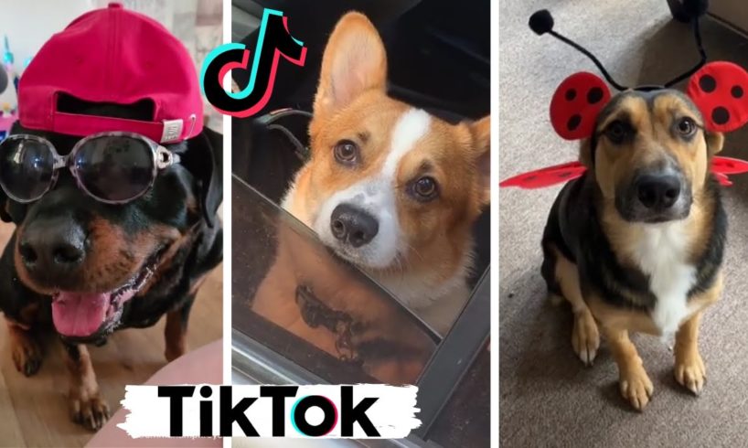 Funny Dogs of TikTok ~ Cute Puppies ~ Try Not to Say Awww