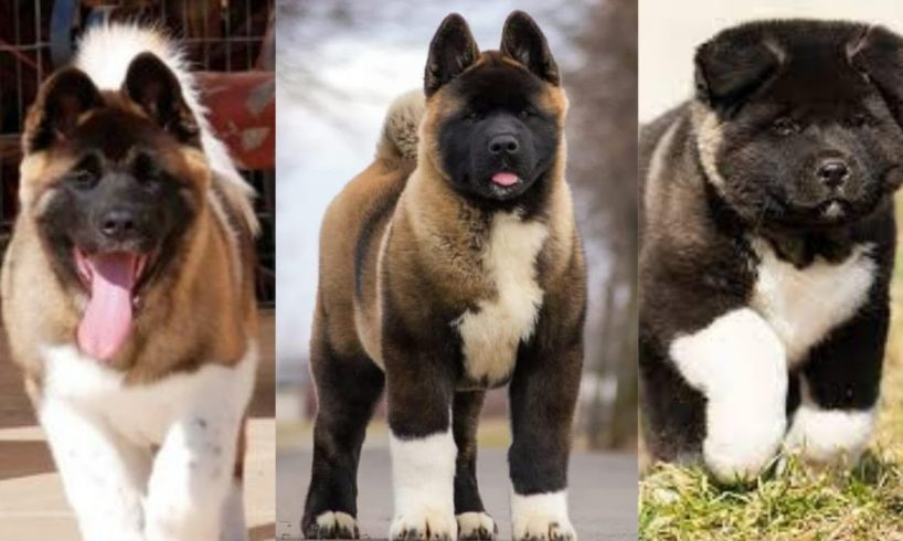 Funny and Cute American akita puppies compilation in 2022.