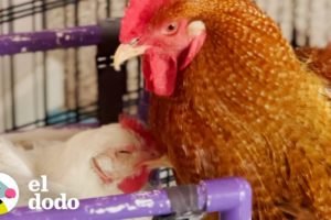 Gallo corre hacia su novia todas las mañanas | El Dodo