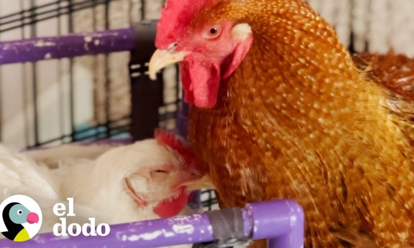 Gallo corre hacia su novia todas las mañanas | El Dodo