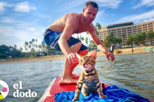 Gato le ruega a papá que lo deje venir a surfear | El Dodo