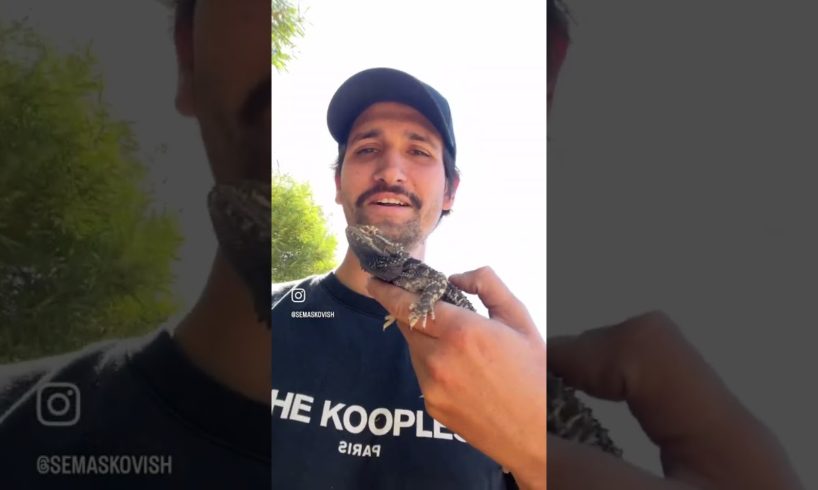 Guy rescues a little dragon sitting in the road!