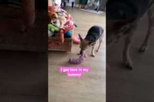 HUGE treat for tiny rescue dog. #Shorts #DogLife #rescuedog