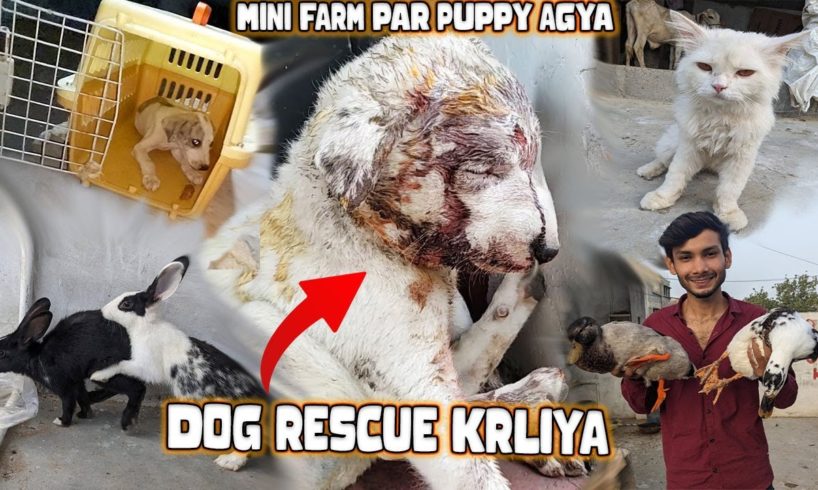 Ham Ny Puppy Rescue Kr Liya Bht Chotta He | Animal rescue | The Dodo | Help a Car Hit #animals