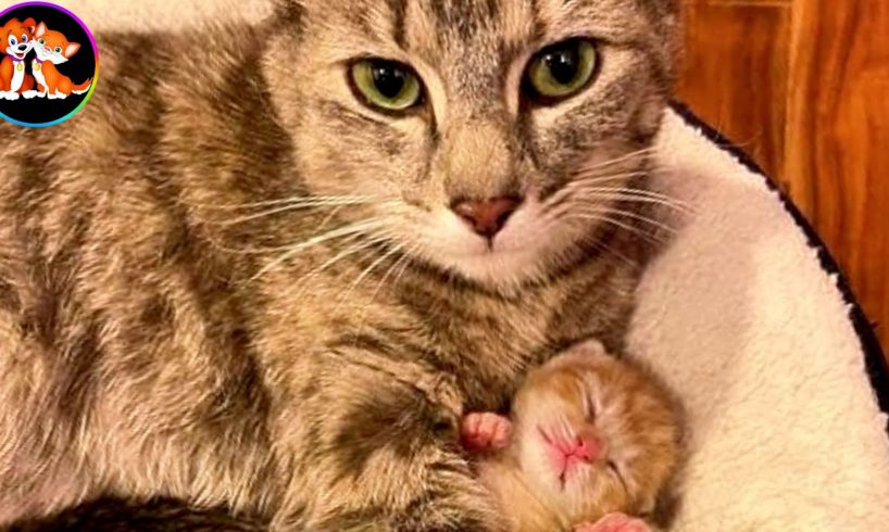 Heartwarming Rescue: Cat Mother Keeps Kittens Safe from Rain