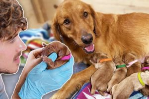 Helping Golden Retriever Give Birth to 11 Puppies