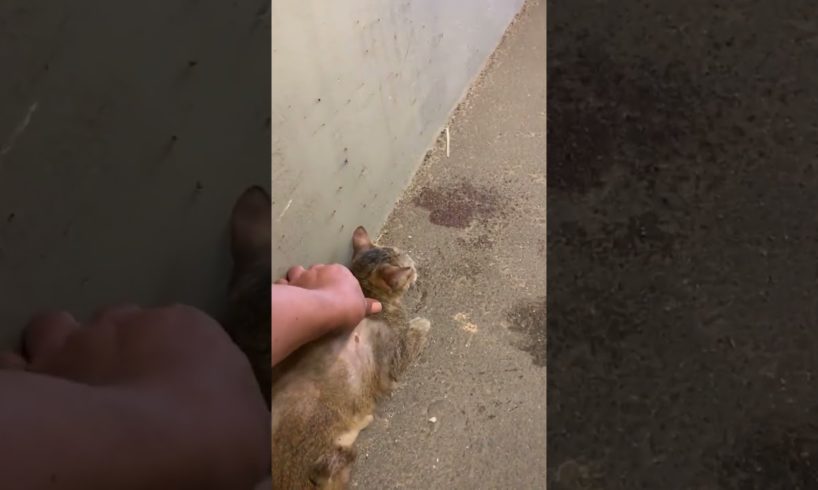 Hero Rescues Cat Caught in Busy Tunnel