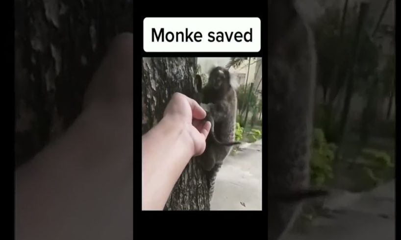 INCREDIBLE Rescue Saves Monke! 😱🐒