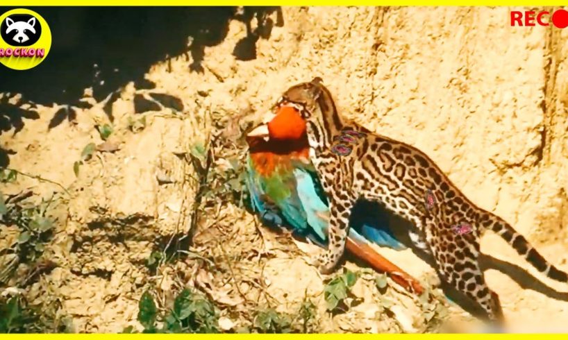 Incredible Moments When Predators Attack Birds | Animal Fights