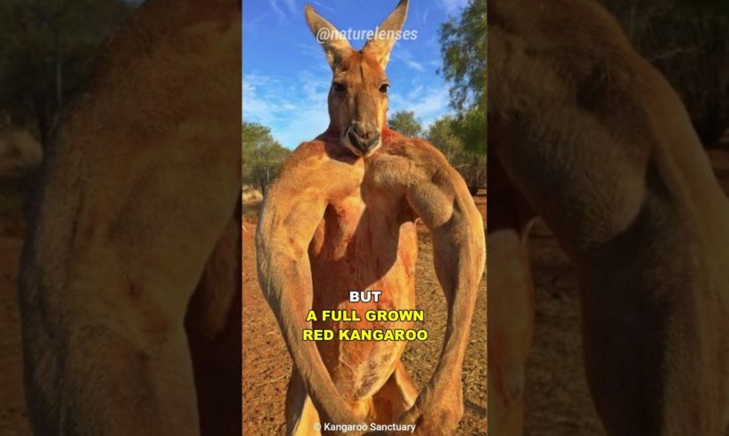 Kangaroo | The Buff Marsupial