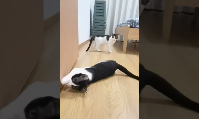 LOL, Look At These Two Funny Black-white Cats Happy Cats Playing Videos 😺😁😁 -EPS821 #funnycats