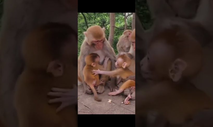 Laughing monkey 145 #animals #monkey #laughingmonkey #monkeylove #funnyshorts #monkeyvideo  #shorts