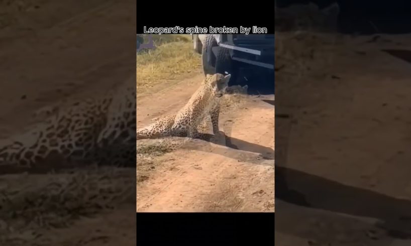 Leopard's spine broken by lion  #animals #wildanimals