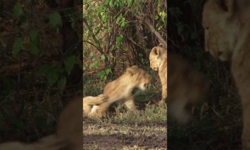 Lion Cubs playing with Mama watching #animal