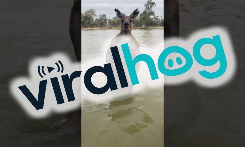 Man Rescues Dog From Being Drowned by Kangaroo || ViralHog