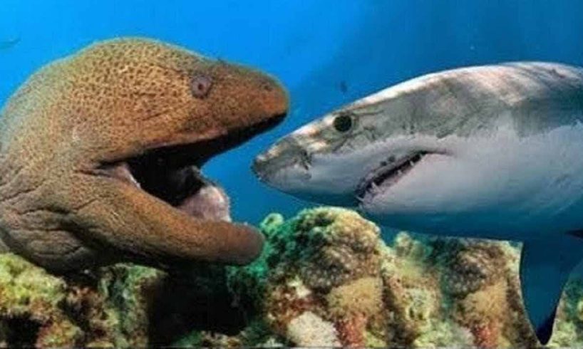 Most Satisfying Moray Eel fighting Shark Video - Amazing Battle Under Seabed With Beautiful Natural