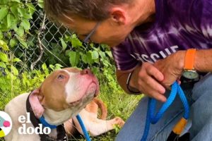 Mujer salva a una pitbull abandonada en una autopista | El Dodo