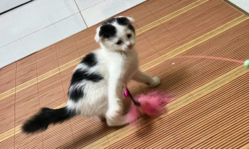 My Kitten Plays with Toy by Himself - Cutest Kitten Ever!!