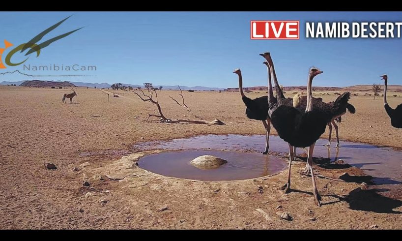 Namibia: Live stream in the Namib Desert