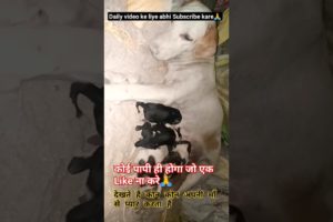 New Born Cutest Puppies 🐾🐩🐕 || #lifehacks #ytshorts #shorts