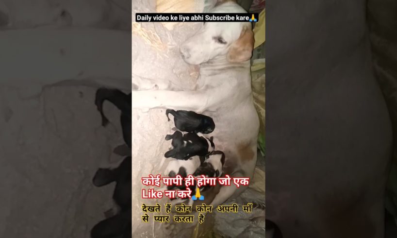 New Born Cutest Puppies 🐾🐩🐕 || #lifehacks #ytshorts #shorts