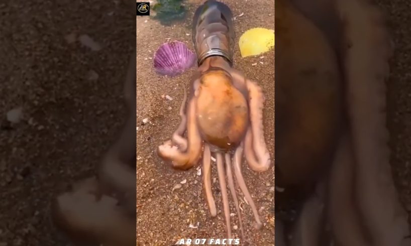 OCTOPUS बहुतही इंटेलिजेंट होता है?#viral #shorts #trending